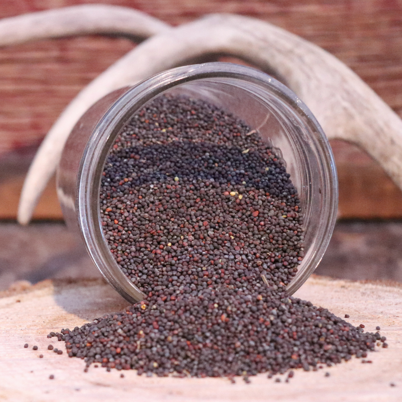 Purple Top Turnips Deer Plot Seed Jaster's Ag Supply