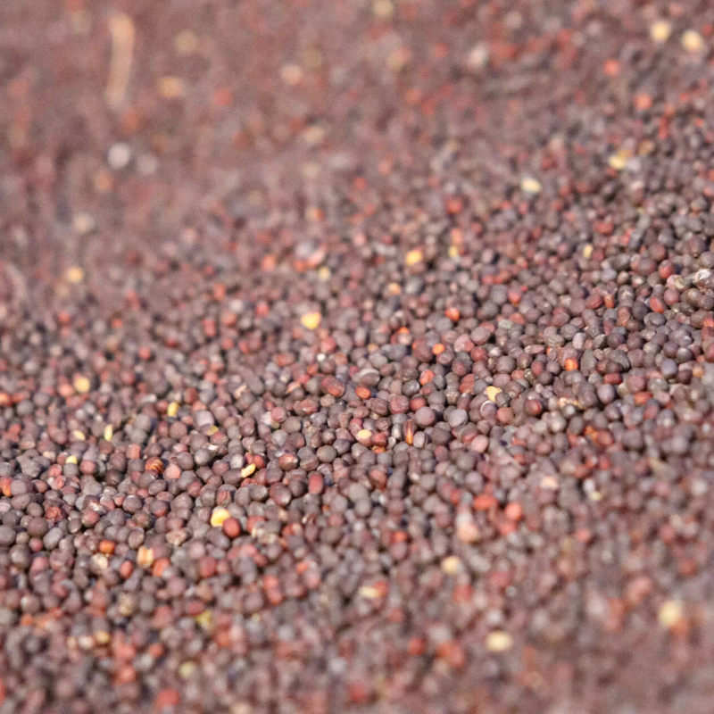 Purple Top Turnips Deer Plot Seed Jaster's Ag Supply